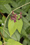 Florida milkvine